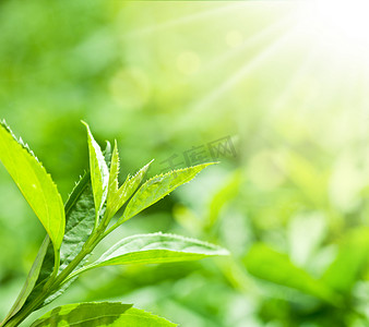 平台贷款摄影照片_茶叶与人工林