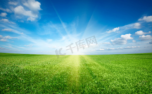 日落太阳和领域的绿色鲜草在蓝蓝的天空下