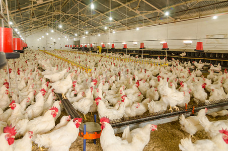 小鸡厂摄影照片_养鸡厂，生产的白色肉