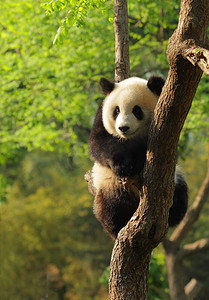 熊猫卡通表情包摄影照片_可爱的熊猫幼崽