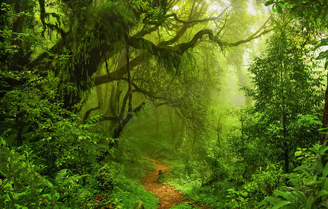 雾光摄影照片_东南亚地区热带丛林森林