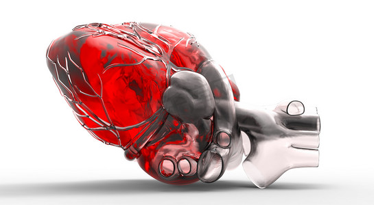 立体人类心脏血管模型