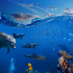 水生野生摄影照片_一大群海豚狩猎到鱼的水下行动