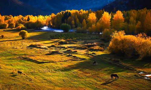 牛和马在美丽的草原