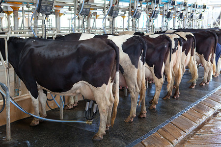 牛挤奶设施