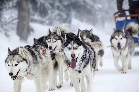 优秀团队易拉宝摄影照片_充满激情的团队的狗在狗拉雪橇比赛中.