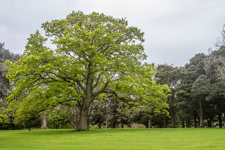树支摄影照片_在公园里，奥克兰的树
