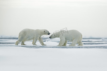 北极熊夫妇拥抱
