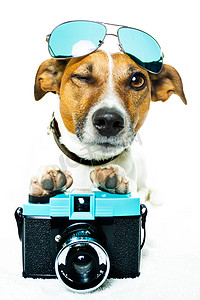 狗照片的相机