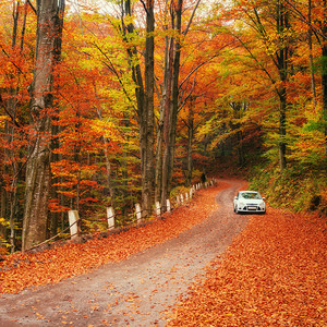摄影照片_白色的车在森林小径上金秋.