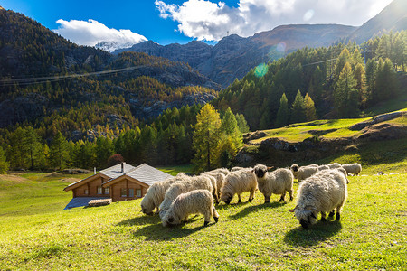 山羊群摄影照片_在阿尔卑斯山的牧场羊群 