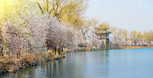 初春柳树摄影照片_初春北京颐和园景观