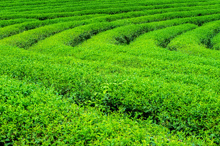 绿色茶芽和叶。在早上的绿色茶园。自然背景.