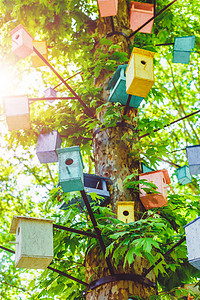 许多鸟在树上的不同颜色的屋