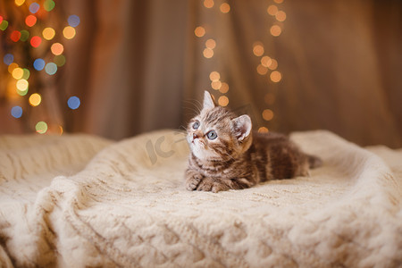 小小的工位摄影照片_英国小猫圣诞节