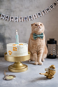 猫的生日。 可爱的猫带着领结坐在生日蛋糕旁边. 贺卡、海报、生日概念