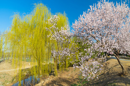 初春柳树摄影照片_初春北京颐和园景观
