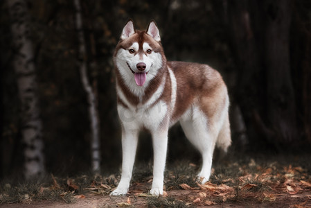 宠物狗小摄影照片_户外的西伯利亚爱斯基摩狗