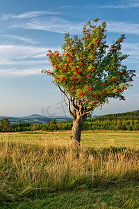 林地摄影照片_在高山草甸上孤独花揪树