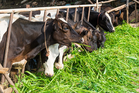 奶牛在吃草摄影照片_在农场吃草的母牛. 