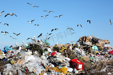 废物处置转储和鸟类