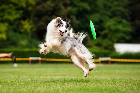 弹奏摄影照片_边境牧羊犬狗捕飞盘在跳