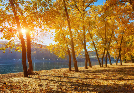 秋天风景天空摄影照片_河边的秋天的树, 沙滩上的叶子。阳光明媚的风景
