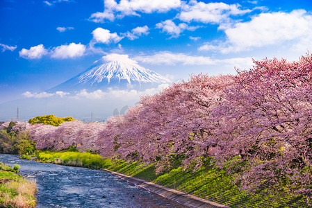 富士山在春天