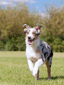 澳洲野火摄影照片_纯种狗澳大利亚牧羊犬