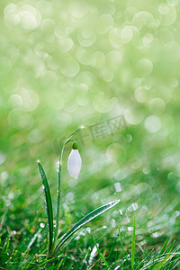 撞色春天摄影照片_闪闪发光的植物花立春春分春天