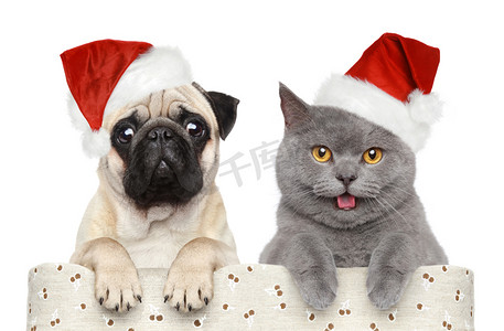 狗和猫在红色圣诞帽子
