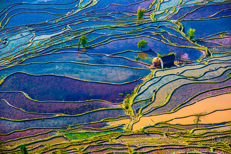 中国南方水的稻田