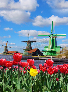 问候摄影照片_神话般的景观的轧机和在荷兰的郁金香