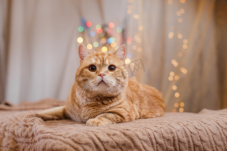 英国猫摄影照片_英国小猫，圣诞节和新年