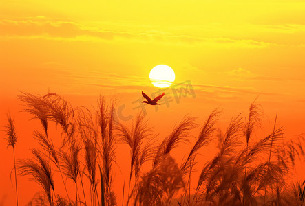 二次元天空摄影照片_夕阳西下一只飞鸟在天空的背景