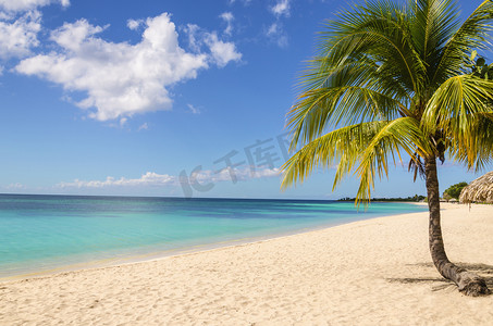 波多黎各摄影照片_异国风情沙滩的棕榈