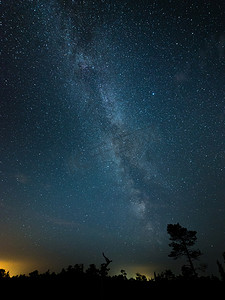 美丽的银河系，夜晚的天空上的树的剪影