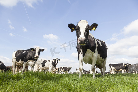 奶牛在吃草摄影照片_在阳光明媚天空下荷兰草甸的黑白花奶牛的特写