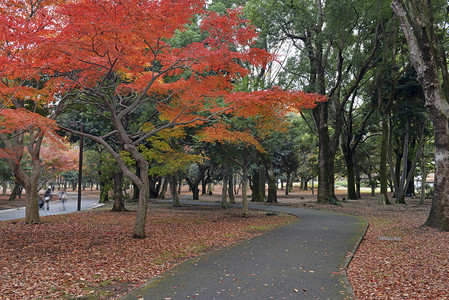 日本枫树在秋天颜色，上野公园，日本，东京