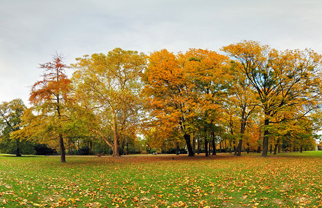 秋天的树林在公园里，布拉索夫