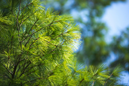 叶子背景摄影照片_树林里的松树又长出了蓝天作为背景