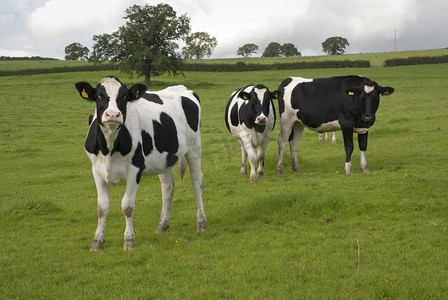 摄影照片_荷斯坦奶牛在牧场英国