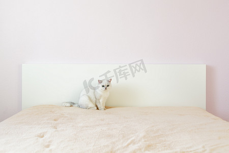 英国猫坐在床上在明亮的一个房间，用粉色的墙壁