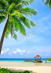 冲浪的摄影照片_棕榈树在热带完美的海滩