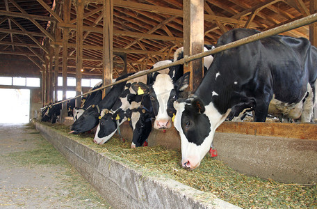 小食品摄影照片_母牛在农场牛棚