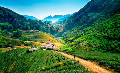 平台贷款摄影照片_安康山，清迈，泰国的茶园