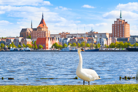 天鹅在河边的罗斯托克市，德国 - 景观漂亮的老城区与砖建筑和码头，广阔的天空在春天（复制空间）)