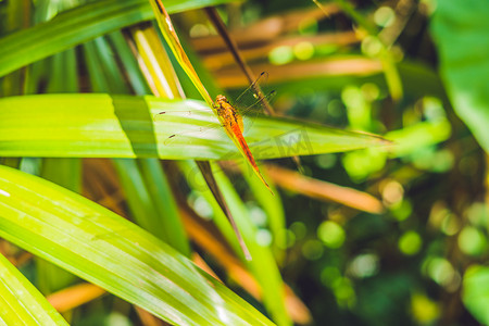 热带花园的蜻蜓 