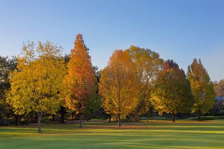 秋天的颜色树木
