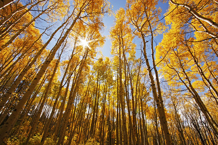 秋天风景天空摄影照片_秋天的颜色、 圣胡安国家森林、 科罗拉多州的阿斯彭树